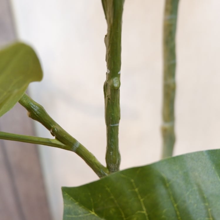 ٥顼ݥå168cmVR22023 ƥե륰꡼ ͹տʪ ͹ ʰȭդ꡼