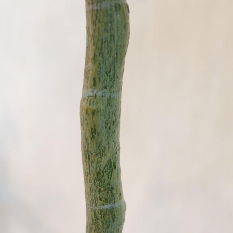 ٥顼ݥå168cmVR22023 ƥե륰꡼ ͹տʪ ͹ ʰȭդ꡼