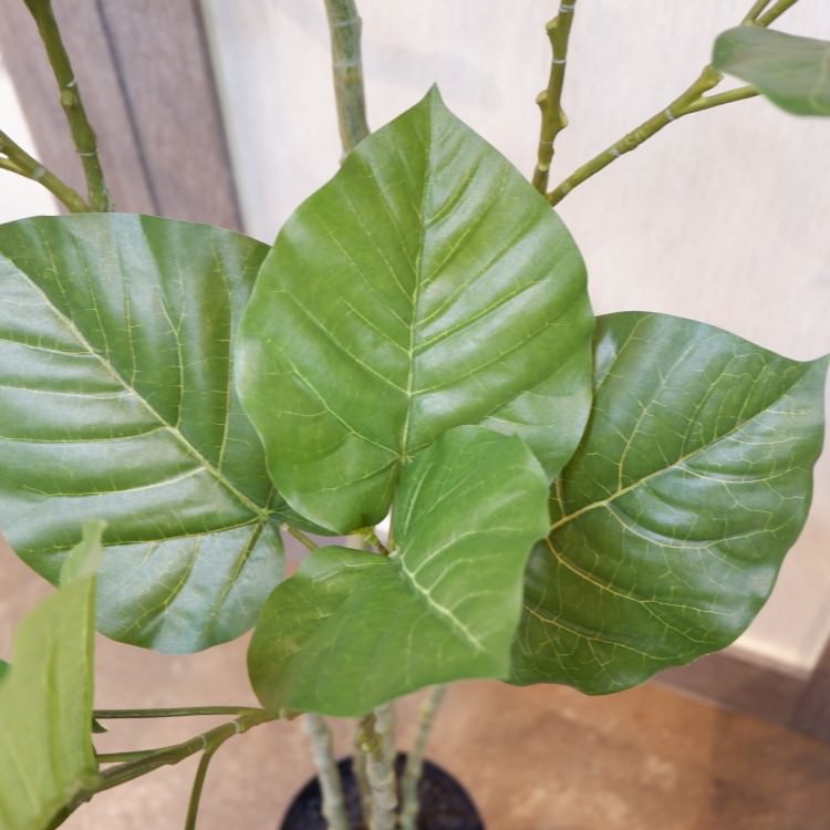 ٥顼ݥå168cmVR22023 ƥե륰꡼ ͹տʪ ͹ ʰȭդ꡼