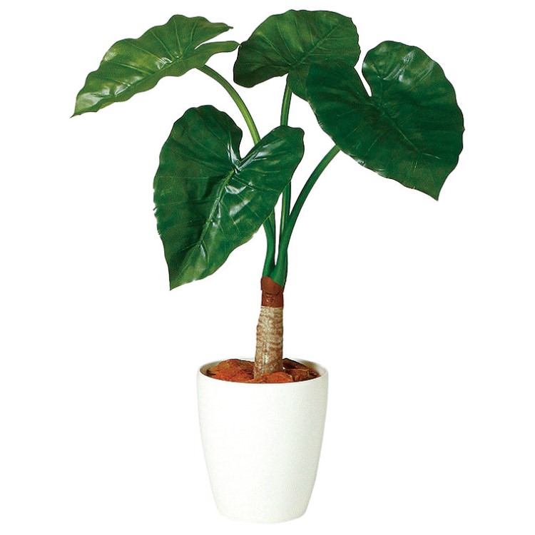 ���梁���� ���󥰥� W50��H70cm��TK98884 �����ƥ��ե�����륰�꡼�� �͹����տ�ʪ �͹����� ȭ�դ����꡼��