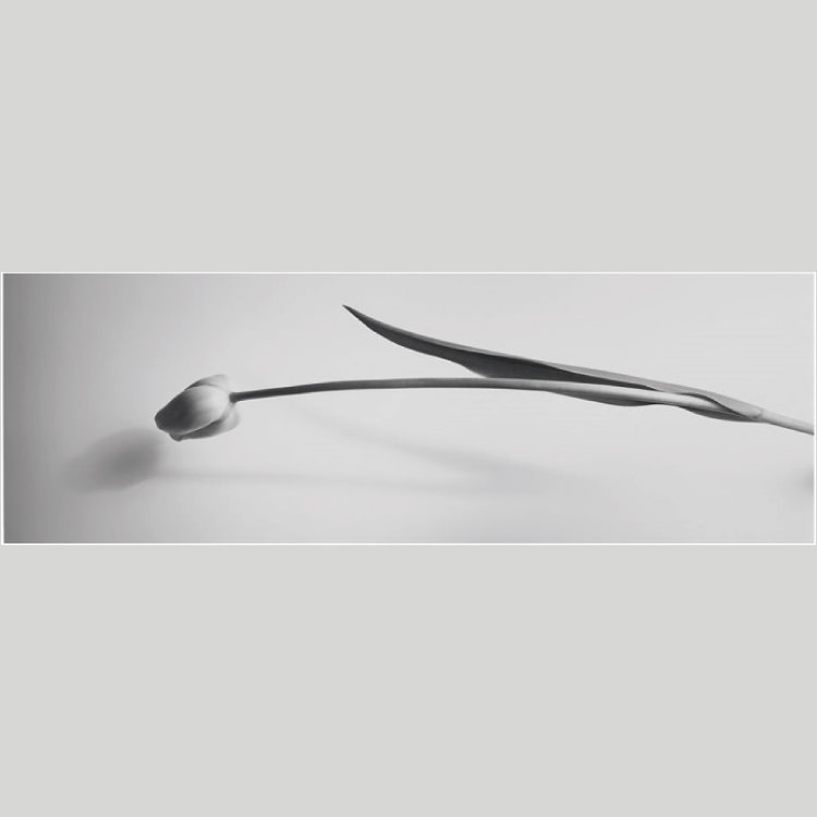 IGREBOW ���塼��åפβ֡�[����� 1��3] ��������ܥ� ����ƥꥢ�ե��� �ԥ����㡼������ �̿�