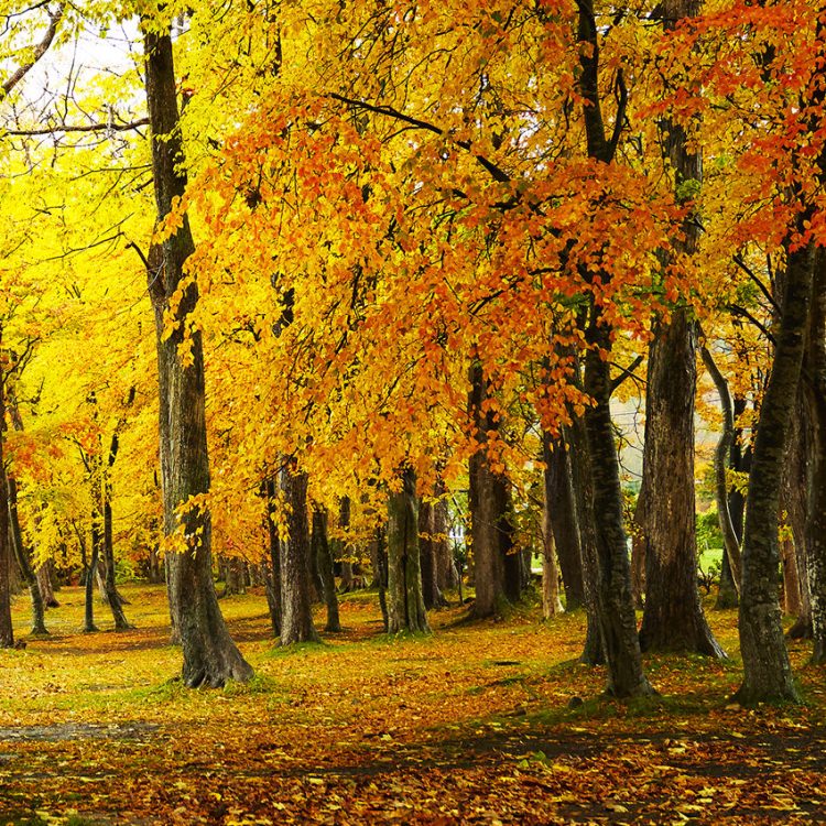 IGREBOW ̳ƻ դޤƶС[ 11] ܥ ƥꥢե ԥ㡼 ̿