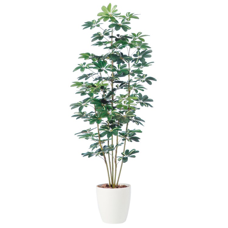 ե W85H180cmTK98889 ƥե륰꡼ ͹տʪ ͹ ȭդ꡼