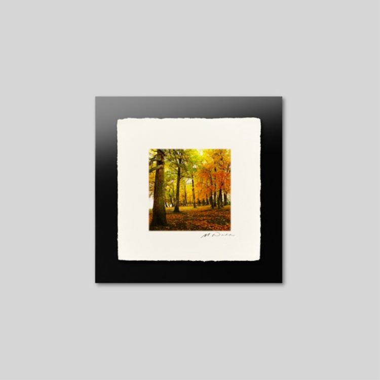 IGREBOW �̳�ƻ ���դ����ޤ�ƶ��С�[�»� 1��1] ��������ܥ� ����ƥꥢ�ե��� �ԥ����㡼������ �̿�