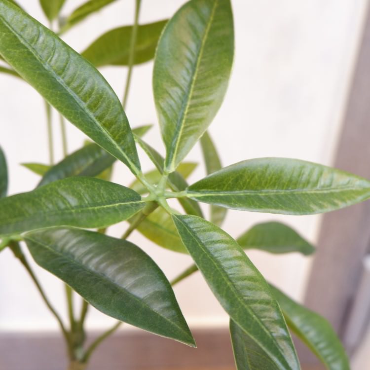 ѥݥå117cmVR22026 ƥե륰꡼ ͹տʪ ͹ ʰȭդ꡼