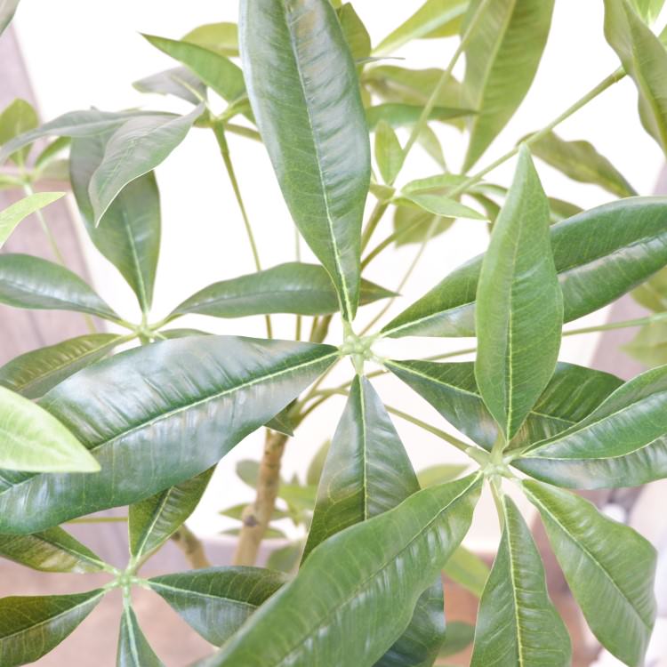 ѥݥå117cmVR22026 ƥե륰꡼ ͹տʪ ͹ ʰȭդ꡼