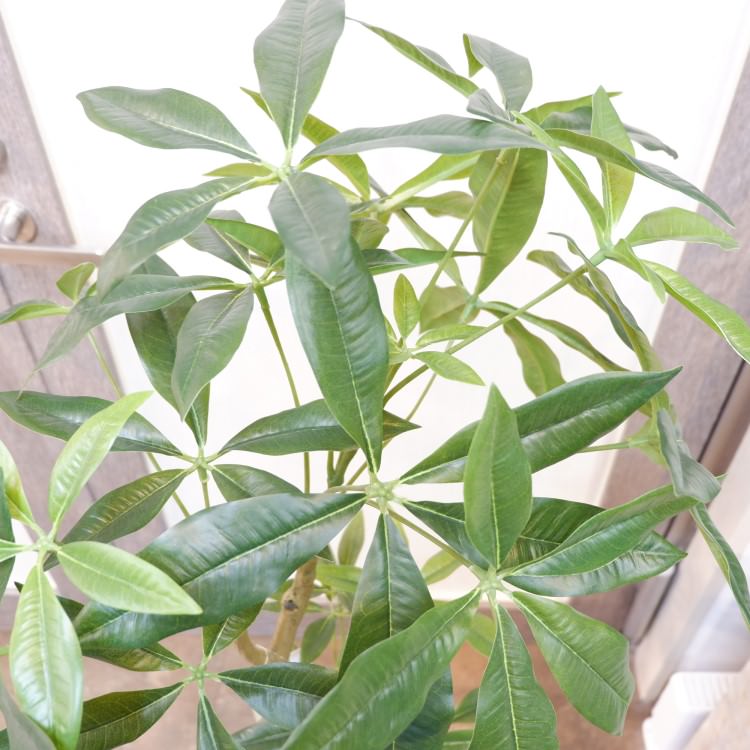 ѥݥå117cmVR22026 ƥե륰꡼ ͹տʪ ͹ ʰȭդ꡼