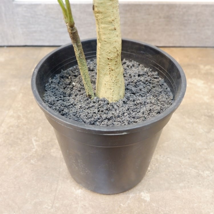 ѥݥå117cmVR22026 ƥե륰꡼ ͹տʪ ͹ ʰȭդ꡼