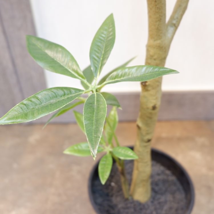 ѥݥå117cmVR22026 ƥե륰꡼ ͹տʪ ͹ ʰȭդ꡼