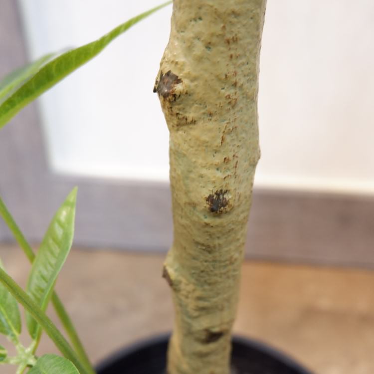 ѥݥå117cmVR22026 ƥե륰꡼ ͹տʪ ͹ ʰȭդ꡼