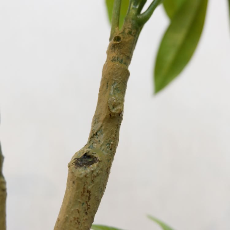 ѥݥå117cmVR22026 ƥե륰꡼ ͹տʪ ͹ ʰȭդ꡼