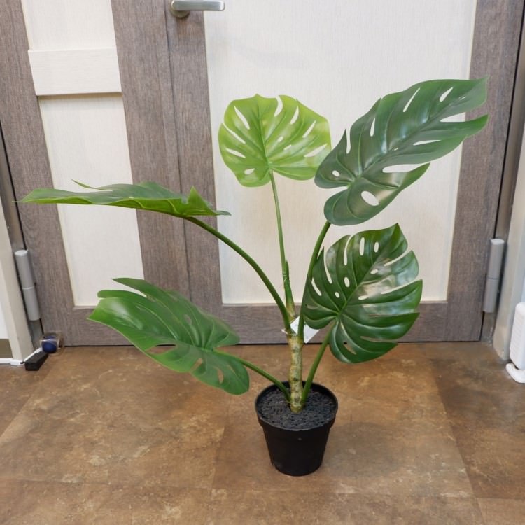 󥹥ƥݥå71cmVR22028 ƥե륰꡼ ͹տʪ ͹ ʰȭդ꡼