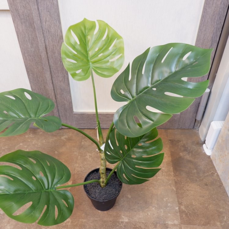 󥹥ƥݥå71cmVR22028 ƥե륰꡼ ͹տʪ ͹ ʰȭդ꡼