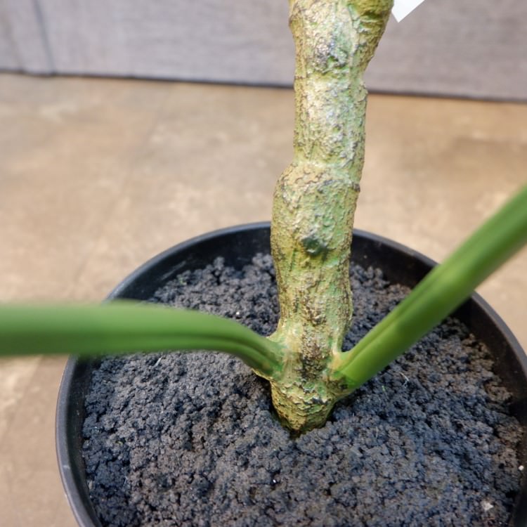 󥹥ƥݥå71cmVR22028 ƥե륰꡼ ͹տʪ ͹ ʰȭդ꡼