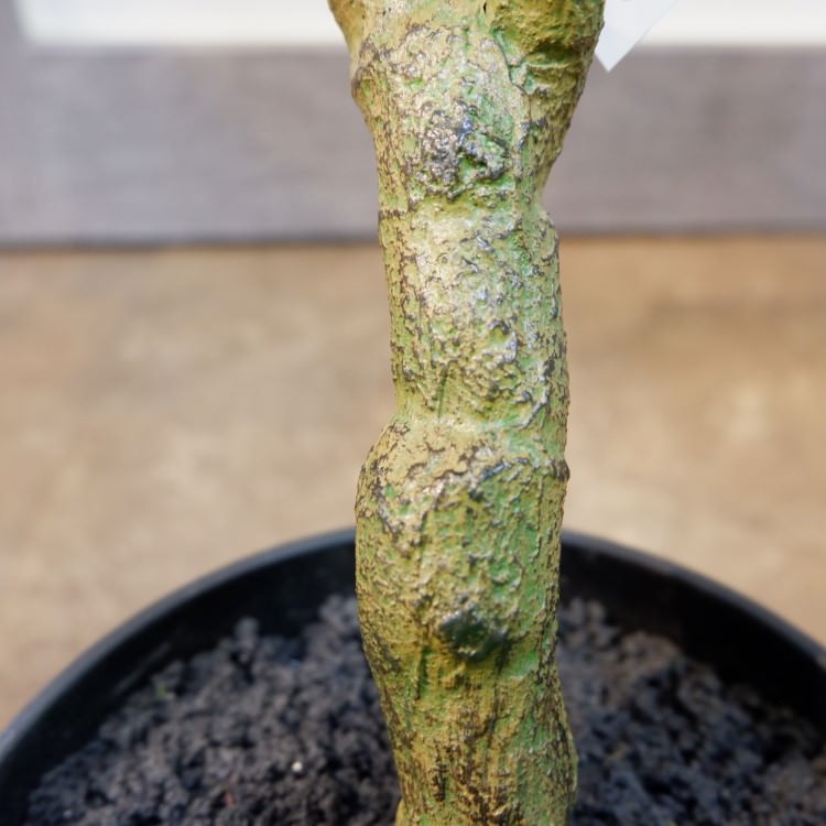 󥹥ƥݥå71cmVR22028 ƥե륰꡼ ͹տʪ ͹ ʰȭդ꡼