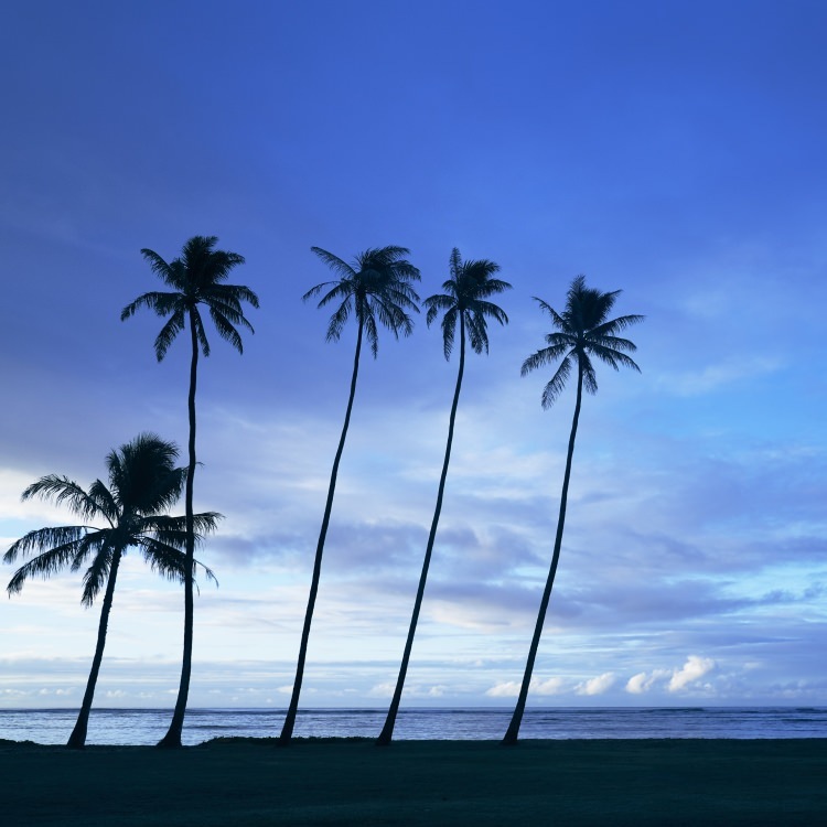 IGREBOW �ϥ磻 �������Υ��磻�����ӡ����Υ䥷���ڡ�[�»� 1��1] ��������ܥ� ����ƥꥢ�ե��� �ԥ����㡼������ �̿�