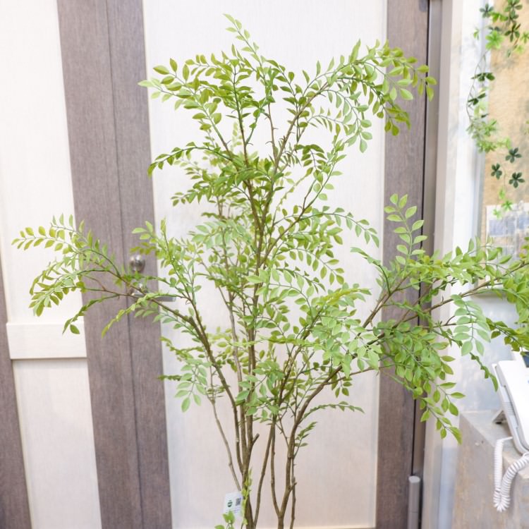 ޥȥͥꥳݥå152cmVR22029 ƥե륰꡼ ͹տʪ ͹ ʰȭդ꡼