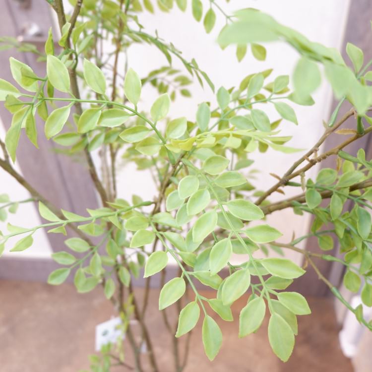 ޥȥͥꥳݥå152cmVR22029 ƥե륰꡼ ͹տʪ ͹ ʰȭդ꡼