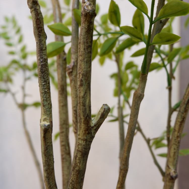 ޥȥͥꥳݥå152cmVR22029 ƥե륰꡼ ͹տʪ ͹ ʰȭդ꡼