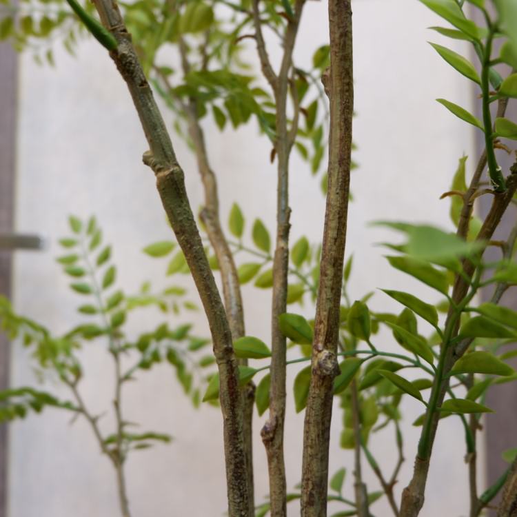 ޥȥͥꥳݥå152cmVR22029 ƥե륰꡼ ͹տʪ ͹ ʰȭդ꡼