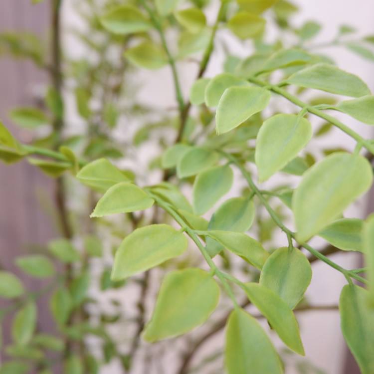 ޥȥͥꥳݥå152cmVR22029 ƥե륰꡼ ͹տʪ ͹ ʰȭդ꡼