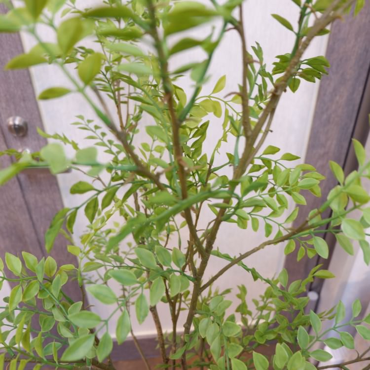 ޥȥͥꥳݥå152cmVR22029 ƥե륰꡼ ͹տʪ ͹ ʰȭդ꡼