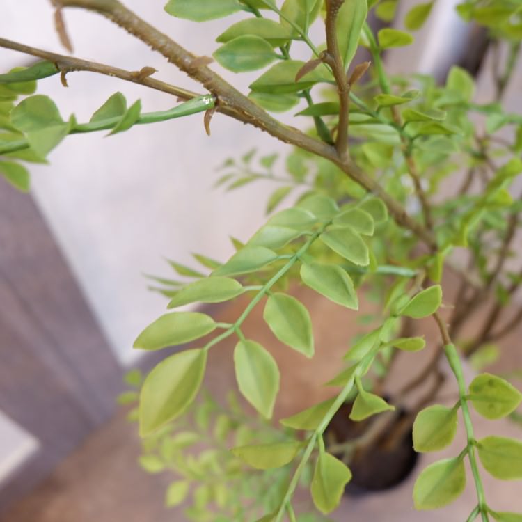 ޥȥͥꥳݥå152cmVR22029 ƥե륰꡼ ͹տʪ ͹ ʰȭդ꡼