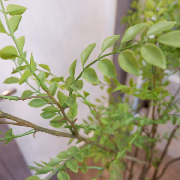 ޥȥͥꥳݥå152cmVR22029 ƥե륰꡼ ͹տʪ ͹ ʰȭդ꡼