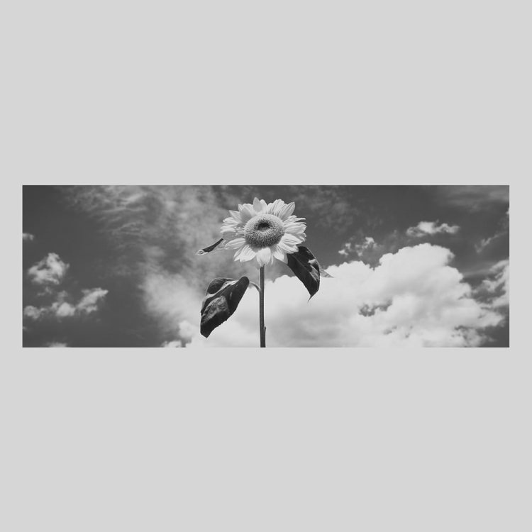 IGREBOW Ҥޤβ֡[ 13] ܥ ƥꥢե ԥ㡼 ̿