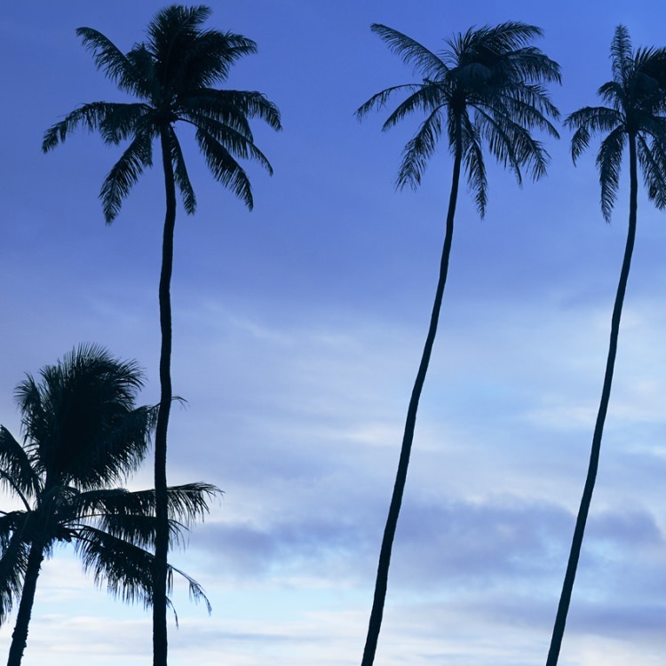 IGREBOW �ϥ磻 �������Υ��磻�����ӡ����Υ䥷���ڡ�[���å� 1��1] ��������ܥ� ����ƥꥢ�ե��� �ԥ����㡼������ �̿�