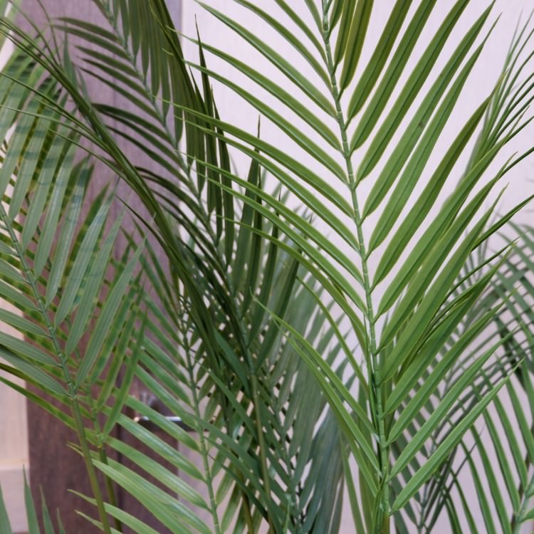 ե˥åѡݥå142cmVR22030 ƥե륰꡼ ͹տʪ ͹ ʰȭդ꡼