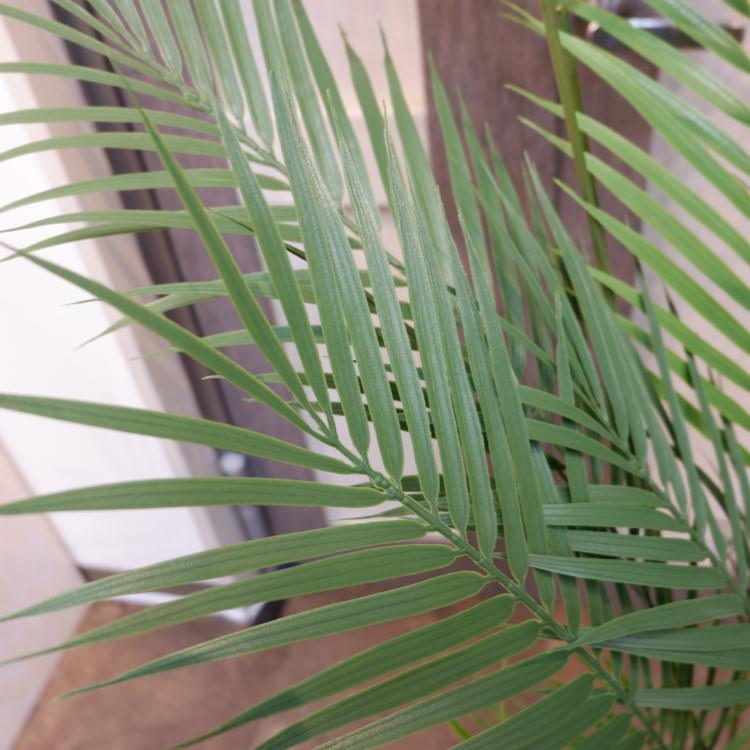 ե˥åѡݥå142cmVR22030 ƥե륰꡼ ͹տʪ ͹ ʰȭդ꡼