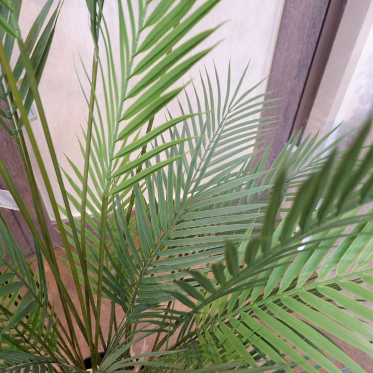 ե˥åѡݥå142cmVR22030 ƥե륰꡼ ͹տʪ ͹ ʰȭդ꡼