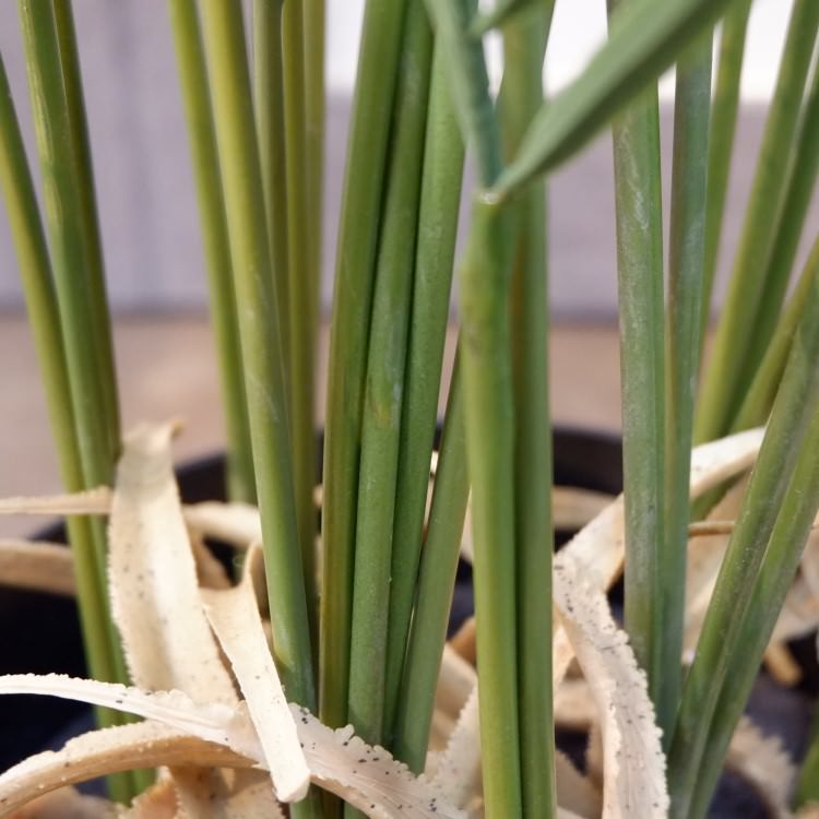 ե˥åѡݥå142cmVR22030 ƥե륰꡼ ͹տʪ ͹ ʰȭդ꡼