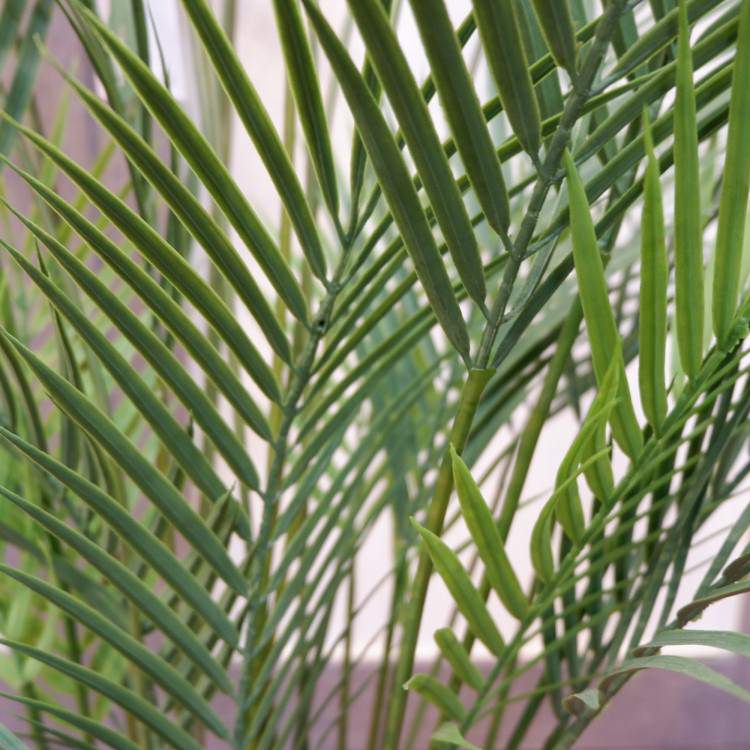 ե˥åѡݥå142cmVR22030 ƥե륰꡼ ͹տʪ ͹ ʰȭդ꡼