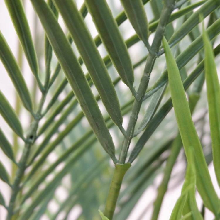 ե˥åѡݥå142cmVR22030 ƥե륰꡼ ͹տʪ ͹ ʰȭդ꡼