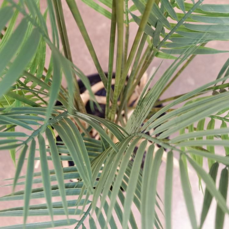 ե˥åѡݥå142cmVR22030 ƥե륰꡼ ͹տʪ ͹ ʰȭդ꡼