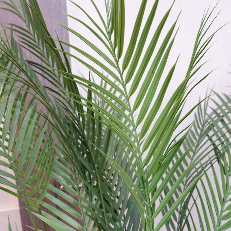 ե˥åѡݥå142cmVR22030 ƥե륰꡼ ͹տʪ ͹ ʰȭդ꡼