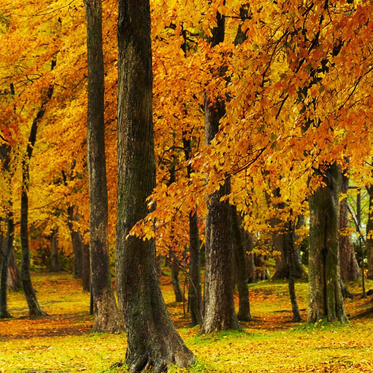 IGREBOW ̳ƻ դޤƶʡ[ 12] ܥ ƥꥢե ԥ㡼 ̿