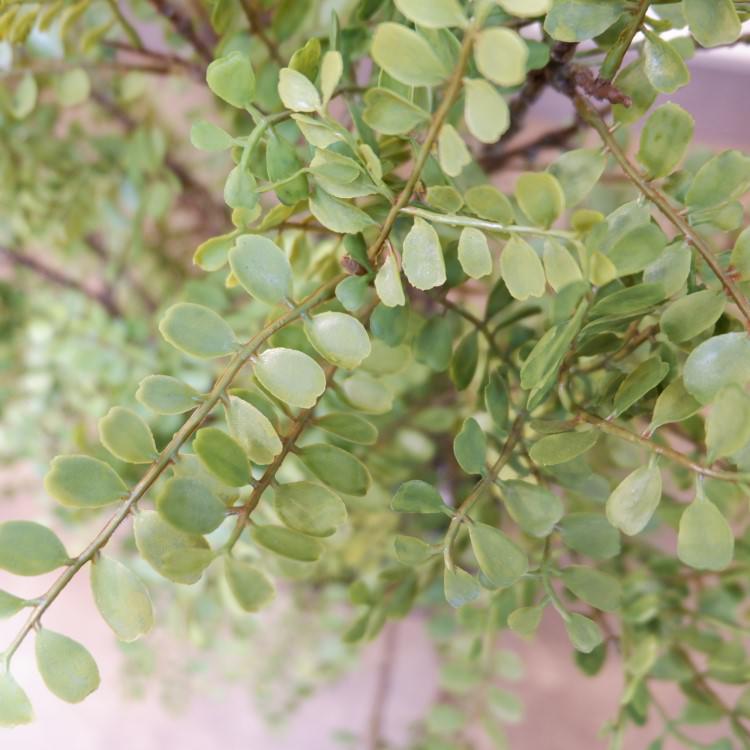 륯㥹ߥݥå102cmVR22031 ƥե륰꡼ ͹տʪ ͹ ʰȭդ꡼