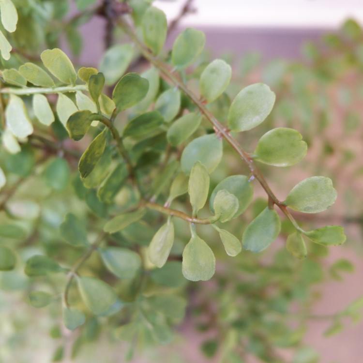 륯㥹ߥݥå102cmVR22031 ƥե륰꡼ ͹տʪ ͹ ʰȭդ꡼