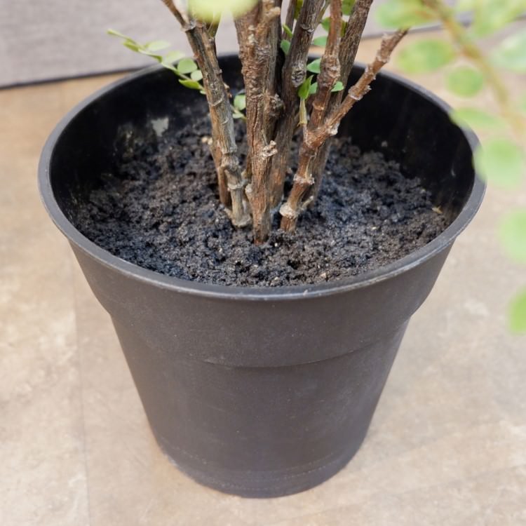 륯㥹ߥݥå102cmVR22031 ƥե륰꡼ ͹տʪ ͹ ʰȭդ꡼