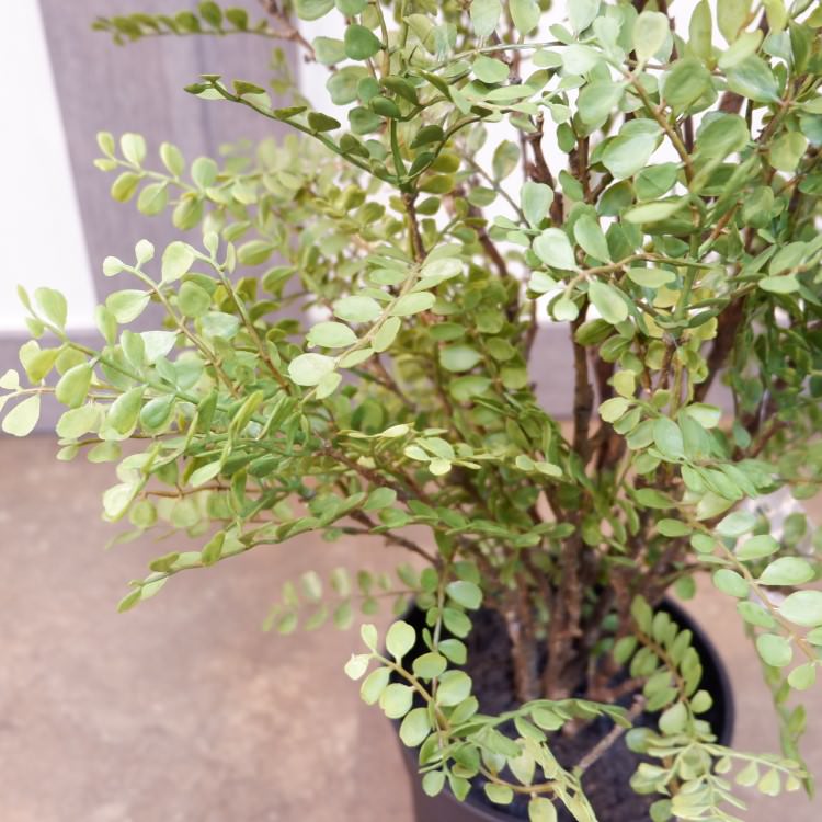 륯㥹ߥݥå102cmVR22031 ƥե륰꡼ ͹տʪ ͹ ʰȭդ꡼