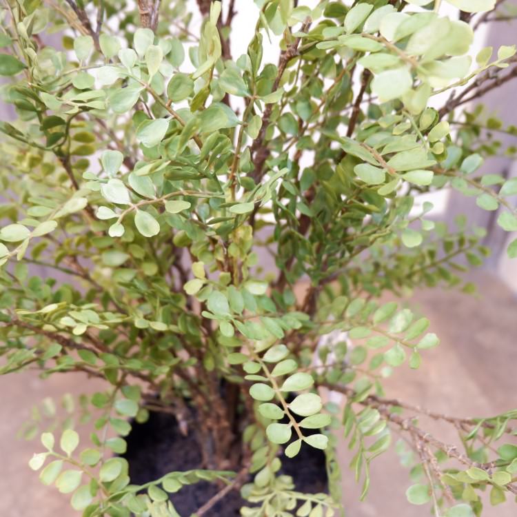 륯㥹ߥݥå102cmVR22031 ƥե륰꡼ ͹տʪ ͹ ʰȭդ꡼