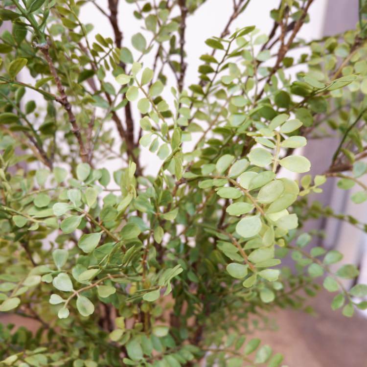 륯㥹ߥݥå102cmVR22031 ƥե륰꡼ ͹տʪ ͹ ʰȭդ꡼