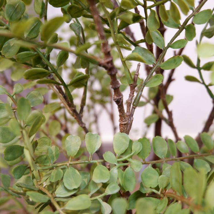 륯㥹ߥݥå102cmVR22031 ƥե륰꡼ ͹տʪ ͹ ʰȭդ꡼