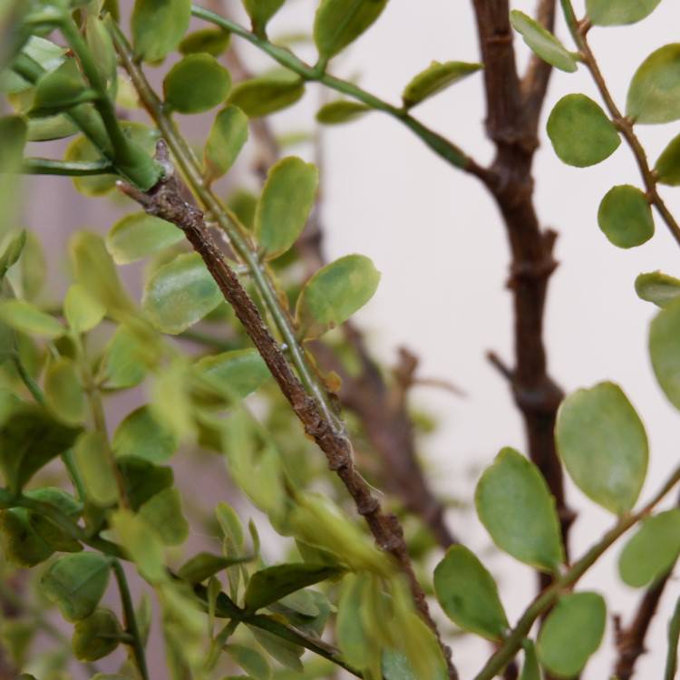 륯㥹ߥݥå102cmVR22031 ƥե륰꡼ ͹տʪ ͹ ʰȭդ꡼