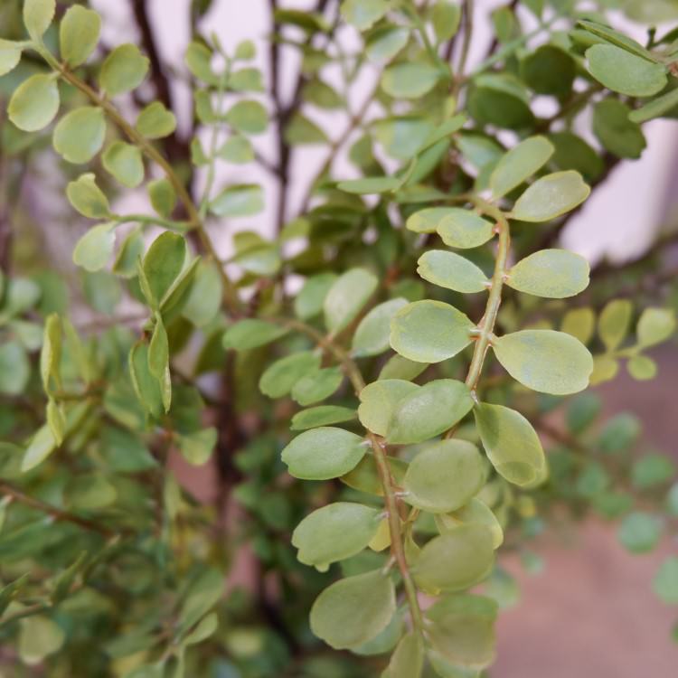 륯㥹ߥݥå102cmVR22031 ƥե륰꡼ ͹տʪ ͹ ʰȭդ꡼