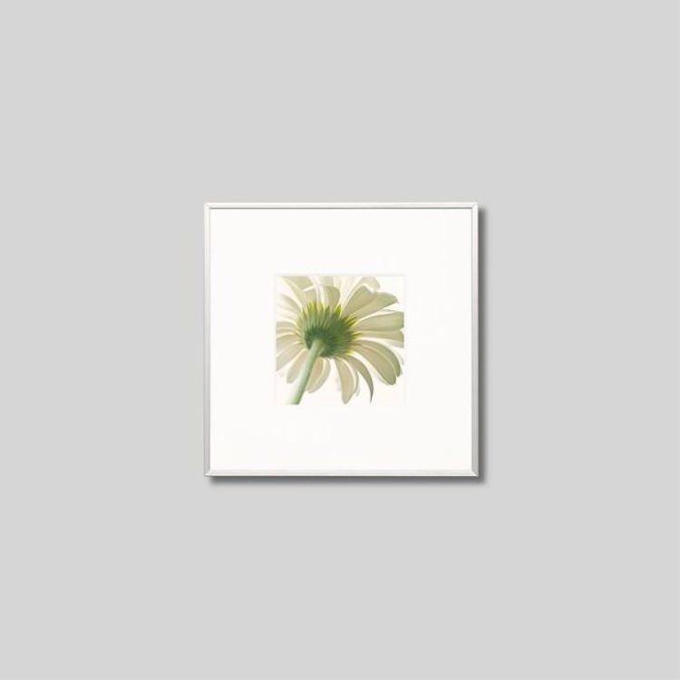 IGREBOW ٥β֡[ 11] ܥ ƥꥢե ԥ㡼 ̿