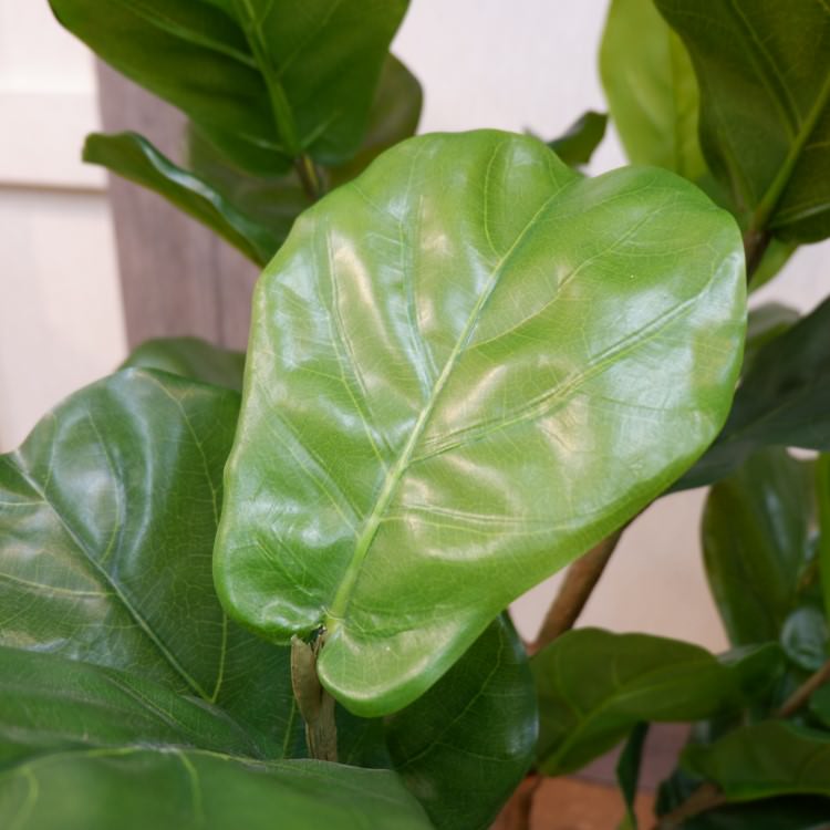 Хݥå117cmVR22033 ƥե륰꡼ ͹տʪ ͹ ʰȭդ꡼